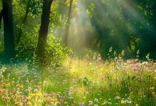 إن أنواع الوجود المختلفة التي لا تُحصى لا تنحصر ولا تتسع في عالَم الشهادة، بل العالَم الجسماني المادي أشبه بستارٍ مزركش ملقى على العوالم الغيبية المتلألئة.