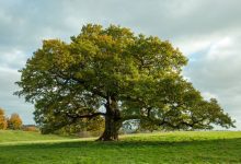 إنْ لم يُسنَد خَلْقُ المَوجُوداتِ والأَحياءِ إِسنادًا مُباشَرًا إلى تَجَلِّياتِ أَسماءِ اللهِ الحُسنَى الَّذي هو نُورُ السَّماواتِ والأَرضِ، لَلَزِمَ الِاعتِقادُ إِذًا بوُجُودِ طَبِيعةٍ وقُوّةٍ تَملِكانِ قُدْرةً مُطلَقةً وإِرادةً مُطلَقةً معَ عِلمٍ مُطلَقٍ وحِكْمةٍ مُطلَقةٍ في كلِّ مَوجُودٍ مِنَ المَوجُوداتِ، ولا سِيَّما الأَحْياءِ، أي: يَلزَمُ قَبُولُ أُلُوهِيّةٍ ورُبُوبيّةٍ في كلِّ مَوجُودٍ!